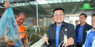 กรมประมงเผยข่าวดี! กุ้งก้ามกรามราคาพุ่ง! พร้อมดัน “มาโคร 1” ช่วยเกษตรกรสร้างรายได้