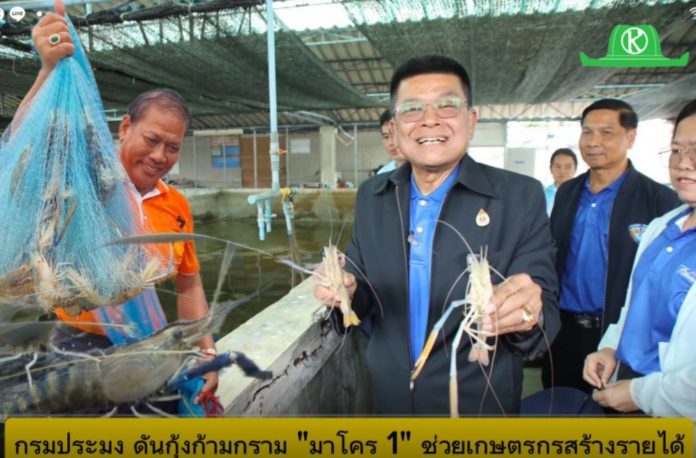 กรมประมงเผยข่าวดี! กุ้งก้ามกรามราคาพุ่ง! พร้อมดัน “มาโคร 1” ช่วยเกษตรกรสร้างรายได้