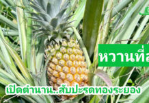 เชิญไปพิสูจน์ความหวานอร่อยของสับปะรดทองระยอง....