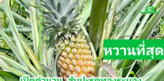 เชิญไปพิสูจน์ความหวานอร่อยของสับปะรดทองระยอง....