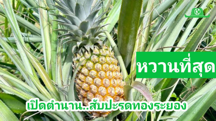 เชิญไปพิสูจน์ความหวานอร่อยของสับปะรดทองระยอง....