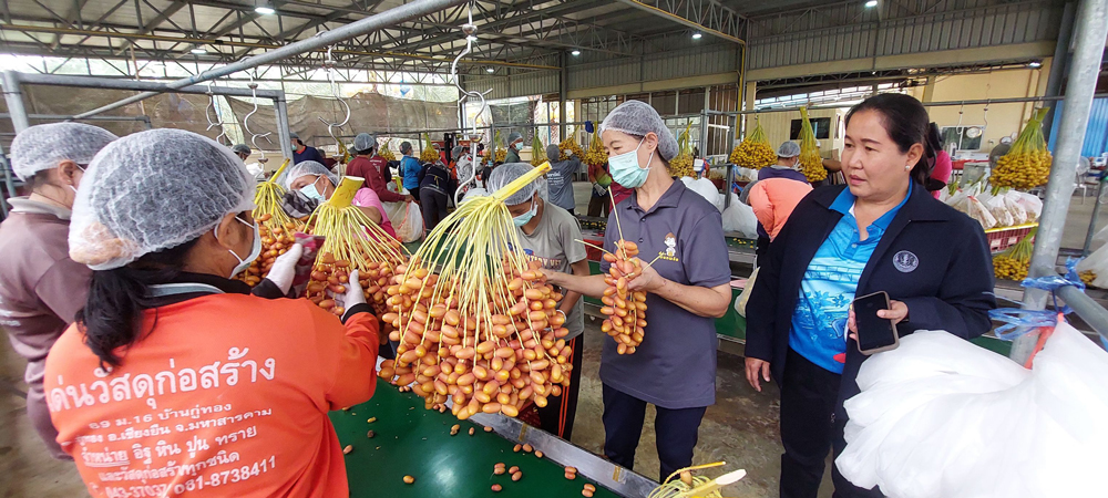 จีนย่องเข้าสวนอินทผลัมกาญจนบุรี ตรวจเข้มสารเคมี เพื่อหาแนวทางขยายตลาดไปจีน