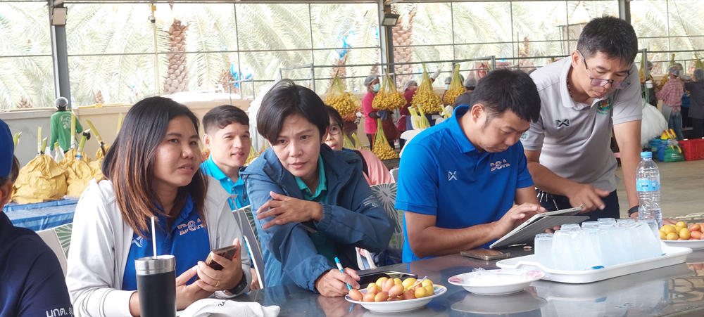 จีนย่องเข้าสวนอินทผลัมกาญจนบุรี ตรวจเข้มสารเคมี เพื่อหาแนวทางขยายตลาดไปจีน