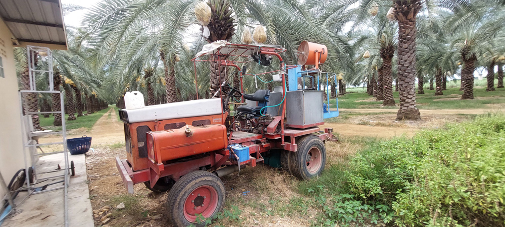 จีนย่องเข้าสวนอินทผลัมกาญจนบุรี ตรวจเข้มสารเคมี เพื่อหาแนวทางขยายตลาดไปจีน