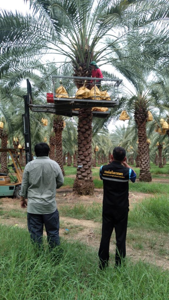 จีนย่องเข้าสวนอินทผลัมกาญจนบุรี ตรวจเข้มสารเคมี เพื่อหาแนวทางขยายตลาดไปจีน