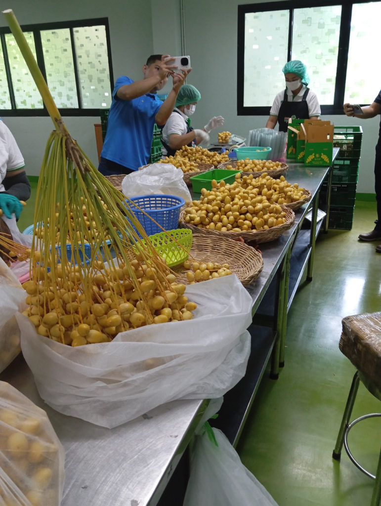 เกษตรจังหวัดกาญจนบุรี มั่นใจ! อินทผลัมไทยได้ส่งออกไปจีนแน่ เร่งยกระดับมาตรฐานสวนและโรงแพ็ก