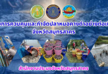 จ.สมุทรสาครเร่งควบคุมและกำจัดปลาหมอคางดำอย่างต่อเนื่อง ยอดทะลุ 38,838.30 กิโลกรัม