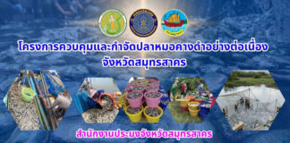 จ.สมุทรสาครเร่งควบคุมและกำจัดปลาหมอคางดำอย่างต่อเนื่อง ยอดทะลุ 38,838.30 กิโลกรัม