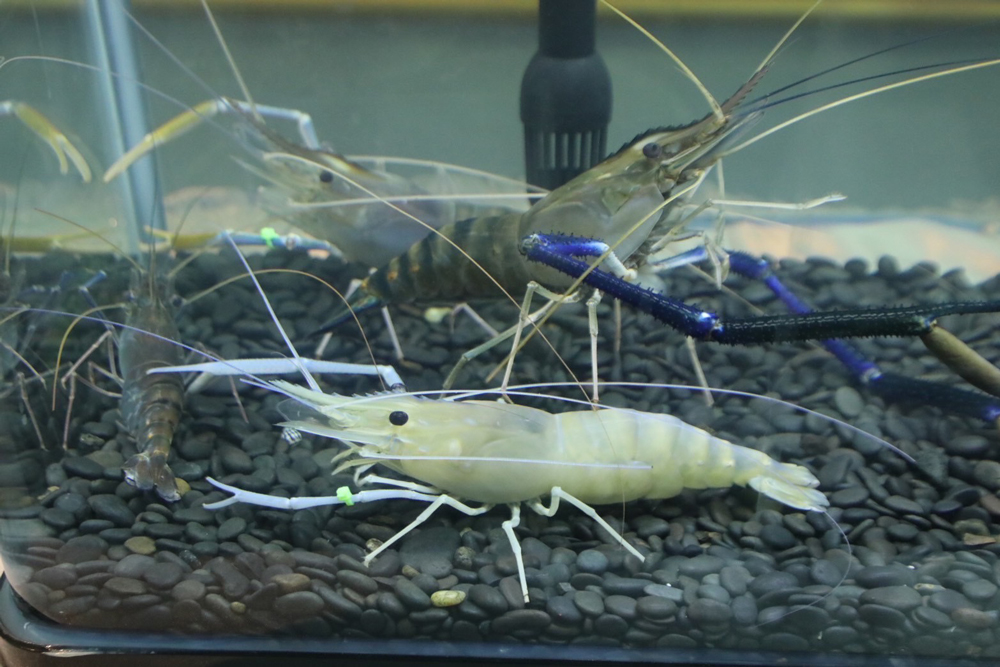 กรมประมงเผยข่าวดี! กุ้งก้ามกรามราคาพุ่ง! พร้อมดัน “มาโคร 1” ช่วยเกษตรกรสร้างรายได้
