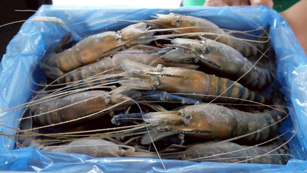 กรมประมงเผยข่าวดี! กุ้งก้ามกรามราคาพุ่ง! พร้อมดัน “มาโคร 1” ช่วยเกษตรกรสร้างรายได้