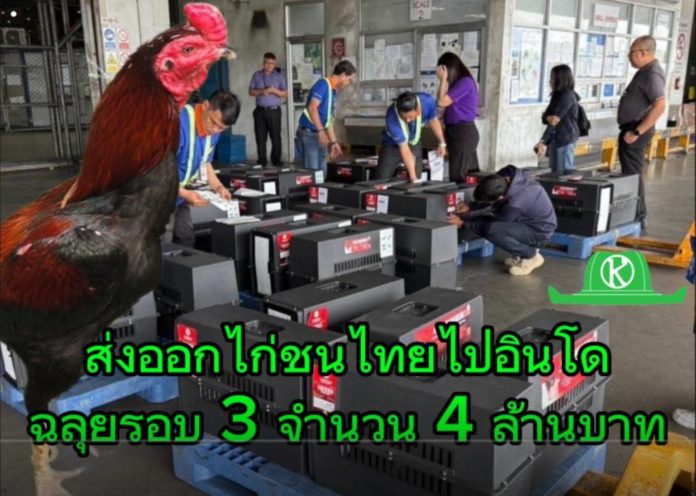 ส่งออกไก่พื้นเมืองไทย “Ayam Bangkok” ไปอินโด โตต่อเนื่อง มูลค่า 4 ล้านบาท