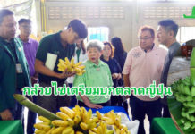 คุณป้าพิมใจ มัตสึโมโต นำทีมผู้ประกอบการชาวญี่ปุ่น ลงแปลงกล้วยไข่ จ.กำแพงเพชร เตรียมบุกตลาดญี่ปุ่น