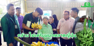 คุณป้าพิมใจ มัตสึโมโต นำทีมผู้ประกอบการชาวญี่ปุ่น ลงแปลงกล้วยไข่ จ.กำแพงเพชร เตรียมบุกตลาดญี่ปุ่น
