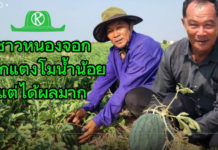 สำนักพัฒนาสังคมกรุงเทพมหานคร จับมือเมล็ดพันธุ์ตราตะวันต้นกล้า เดินหน้าส่งเสริมเกษตรกรหนองจอกปลูกพืชน้ำน้อยหลังนา สร้างรายได้ยั่งยืน และลดปัญหาฝุ่น PM2.5