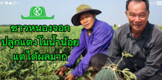 สำนักพัฒนาสังคมกรุงเทพมหานคร จับมือเมล็ดพันธุ์ตราตะวันต้นกล้า เดินหน้าส่งเสริมเกษตรกรหนองจอกปลูกพืชน้ำน้อยหลังนา สร้างรายได้ยั่งยืน และลดปัญหาฝุ่น PM2.5