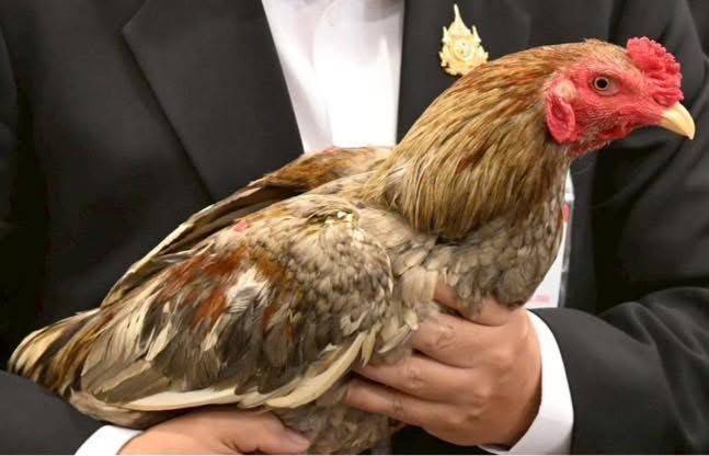 ส่งออกไก่พื้นเมืองไทย “Ayam Bangkok” ไปอินโด โตต่อเนื่อง มูลค่า 4 ล้านบาท