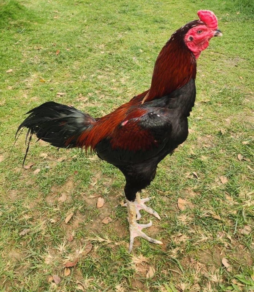 ส่งออกไก่พื้นเมืองไทย “Ayam Bangkok” ไปอินโด โตต่อเนื่อง มูลค่า 4 ล้านบาท