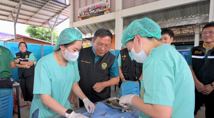 กรมปศุสัตว์เดินหน้าขับเคลื่อนโครงการเร่งรัดผ่าตัดทำหมันสุนัข–แมว คุมโรคพิษสุนัขบ้าในพื้นที่เสี่ยง จ.กำแพงเพชร ตามนโยบายของกระทรวงเกษตรและสหกรณ์ อย่างต่อเนื่อง เพื่อ "สัตว์ปลอดโรค คนปลอดภัย" ตั้งเป้าขยายผลขึ้นอีก 30%