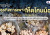 ยกระดับ “ธุรกิจการเพาะเห็ดโคนน้อย” สร้างมูลค่าพืชพื้นถิ่น สู่การสร้างงาน สร้างอาชีพ กระจายรายได้เครือข่ายชุมชน