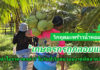 วิกฤติมะพร้าวน้ำหอมไทย: เกษตรกรถูกลอยแพ! ทำไมราคาตกต่ำ ในวันที่เวียดนามผงาดตีตลาดจีน