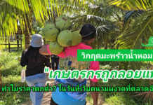 วิกฤติมะพร้าวน้ำหอมไทย: เกษตรกรถูกลอยแพ! ทำไมราคาตกต่ำ ในวันที่เวียดนามผงาดตีตลาดจีน