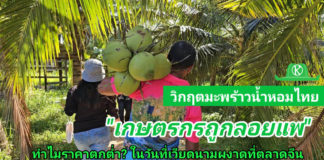 วิกฤติมะพร้าวน้ำหอมไทย: เกษตรกรถูกลอยแพ! ทำไมราคาตกต่ำ ในวันที่เวียดนามผงาดตีตลาดจีน