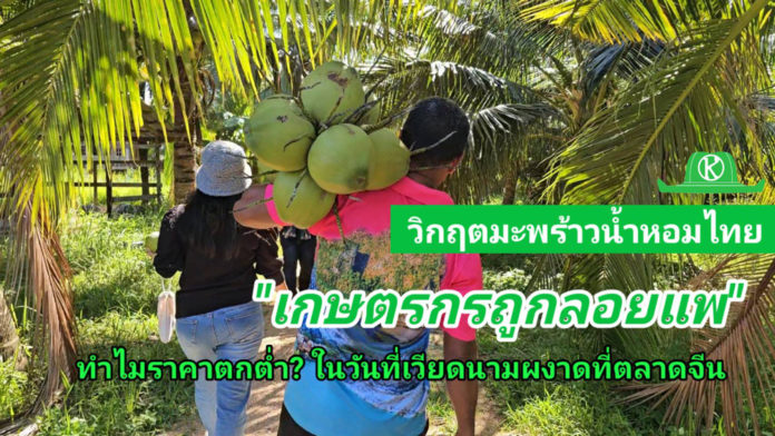 วิกฤติมะพร้าวน้ำหอมไทย: เกษตรกรถูกลอยแพ! ทำไมราคาตกต่ำ ในวันที่เวียดนามผงาดตีตลาดจีน