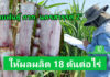 กรมวิชาการเกษตรเปิดตัวอ้อยโรงงานพันธุ์ใหม่ “กวก. นครสวรรค์ 2” ให้ผลผลิตสูง 18 ตัน/ไร่