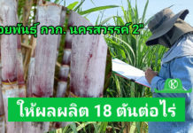 กรมวิชาการเกษตรเปิดตัวอ้อยโรงงานพันธุ์ใหม่ “กวก. นครสวรรค์ 2” ให้ผลผลิตสูง 18 ตัน/ไร่