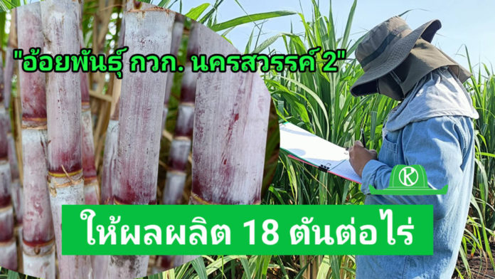 กรมวิชาการเกษตรเปิดตัวอ้อยโรงงานพันธุ์ใหม่ “กวก. นครสวรรค์ 2” ให้ผลผลิตสูง 18 ตัน/ไร่
