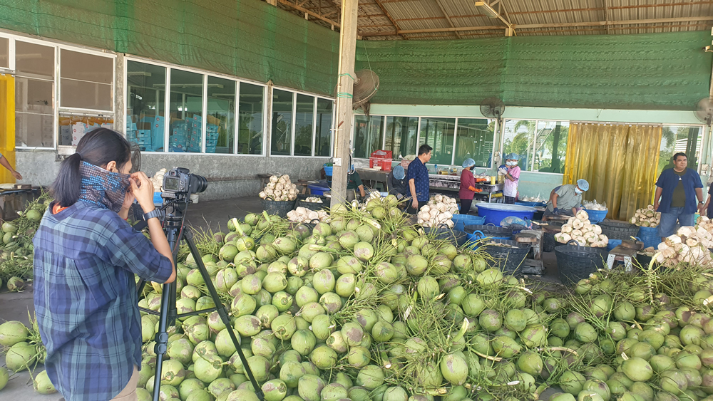 วิกฤติมะพร้าวน้ำหอมไทย: เกษตรกรถูกลอยแพ! ทำไมราคาตกต่ำ ในวันที่เวียดนามผงาดตีตลาดจีน