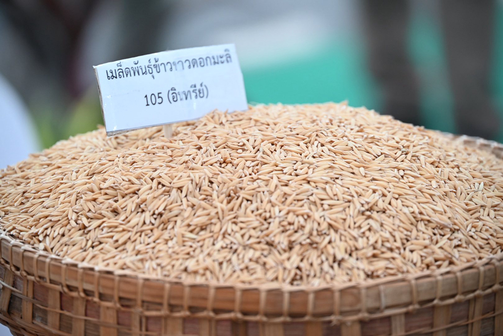 กรมส่งเสริมสหกรณ์ ทำทันที ขานรับนโยบายรองนายกฯ ธรรมนัส ดันสหกรณ์การเกษตรเป็นจุดรวบรวมข้าว แก้ปัญหาราคาข้าวตกต่ำ