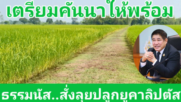 ร้อยเอก ธรรมนัส สั่งลุย! ส่งเสริมการปลูกต้นยูคาลิปตัสบนคันนา หวังสร้างรายได้เพิ่มเกษตรกร ร้อยเอก ธรรมนัส สั่งลุย! โครงการปลูกต้นยูคาลิปตัสบนคันนา สร้างรายได้เพิ่ม เสริมประสิทธิภาพการพัฒนาคุณภาพชีวิตเกษตรกร