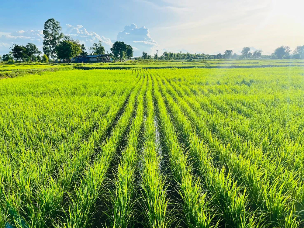 "มื้อนี้หมดจาน" กับ “คูโบต้า”: พลังเล็กเปลี่ยนโลก! แค่ทำจานสะอาด ช่วยลด Food Waste และยกระดับเกษตรกรไทยได้จริง