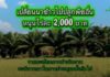 ประชุม นบข. เห็นชอบเปลี่ยนนาข้าวไปปลูกพืชที่ตลาดต้องการ 1 ล้านไร่ สนับสนุน 2,000 บาท/ไร่
