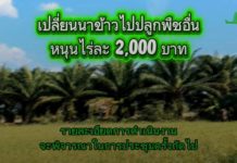 ประชุม นบข. เห็นชอบเปลี่ยนนาข้าวไปปลูกพืชที่ตลาดต้องการ 1 ล้านไร่ สนับสนุน 2,000 บาท/ไร่