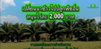 ประชุม นบข. เห็นชอบเปลี่ยนนาข้าวไปปลูกพืชที่ตลาดต้องการ 1 ล้านไร่ สนับสนุน 2,000 บาท/ไร่