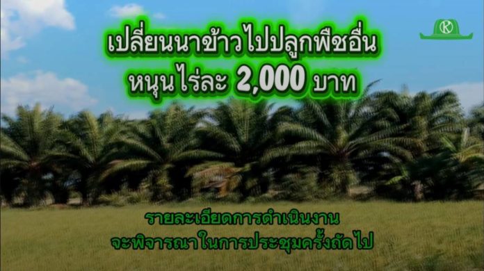 นายวิณะโรจน์ ทรัพย์ส่งสุข ประชุม นบข. เห็นชอบเปลี่ยนนาข้าวไปปลูกพืชที่ตลาดต้องการ 1 ล้านไร่ สนับสนุน 2,000 บาท/ไร่