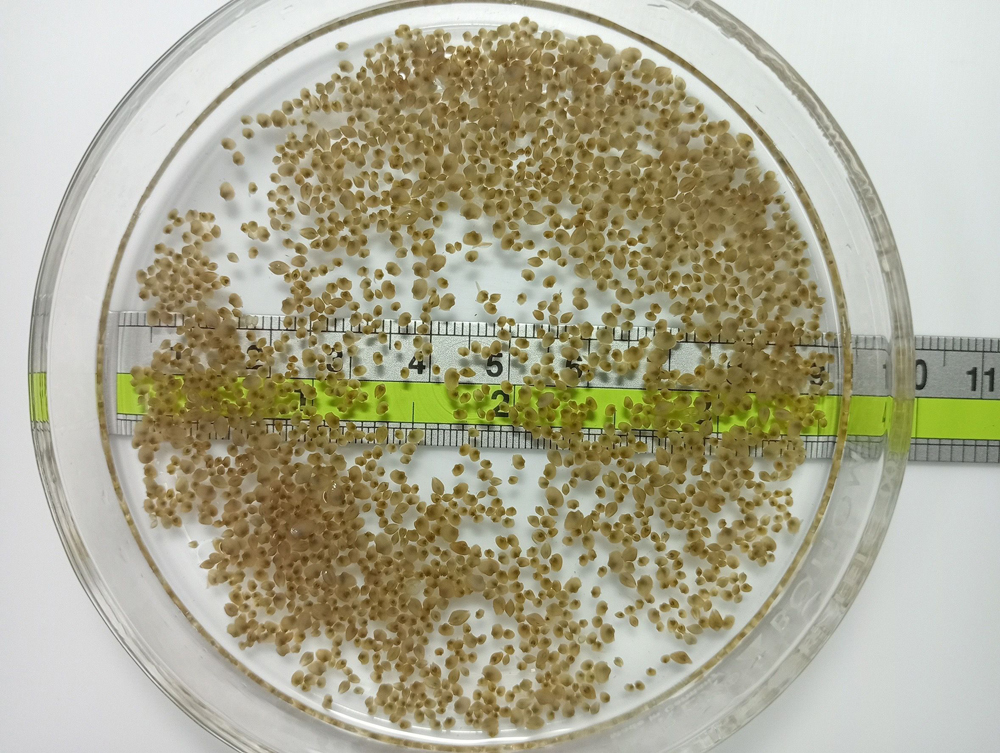 กรมประมง..สุดเจ๋ง ไขรหัสงานวิจัย ปลดล็อกเทคนิคการเพาะเลี้ยง “หอยแครง” สำเร็จ