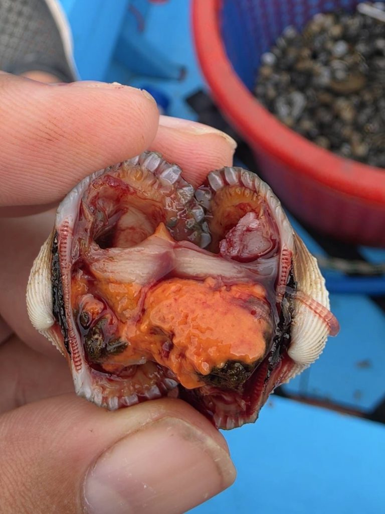 กรมประมง..สุดเจ๋ง ไขรหัสงานวิจัย ปลดล็อกเทคนิคการเพาะเลี้ยง “หอยแครง” สำเร็จ