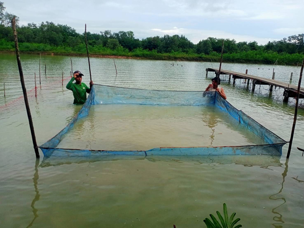 กรมประมง..สุดเจ๋ง ไขรหัสงานวิจัย ปลดล็อกเทคนิคการเพาะเลี้ยง “หอยแครง” สำเร็จ