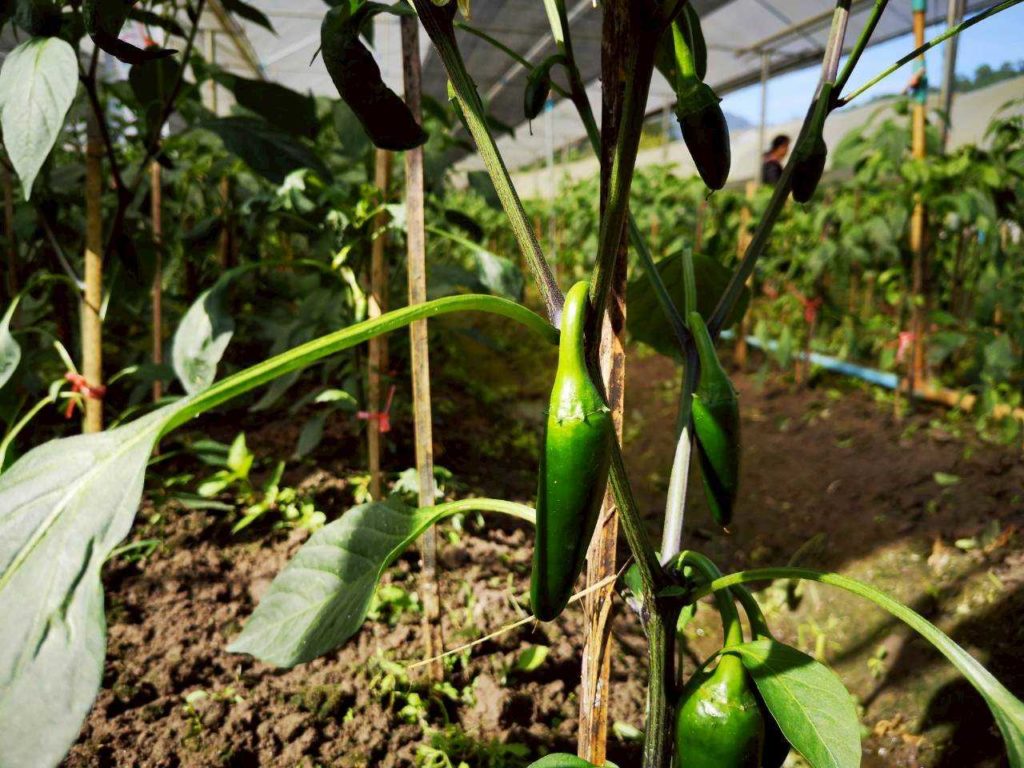 ซินเจนทาชูความสำเร็จ “เพาะดี กินดี” ดันเกษตรกรไทยสู่มาตรฐาน GAP พร้อมก้าวสู่ตลาดสากล