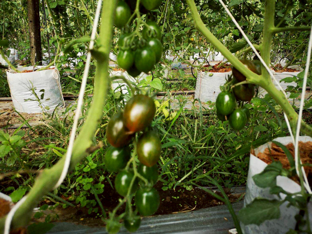 แปลงปลูกมะเขือเทศ..ดาร์กช็อกโกแลต