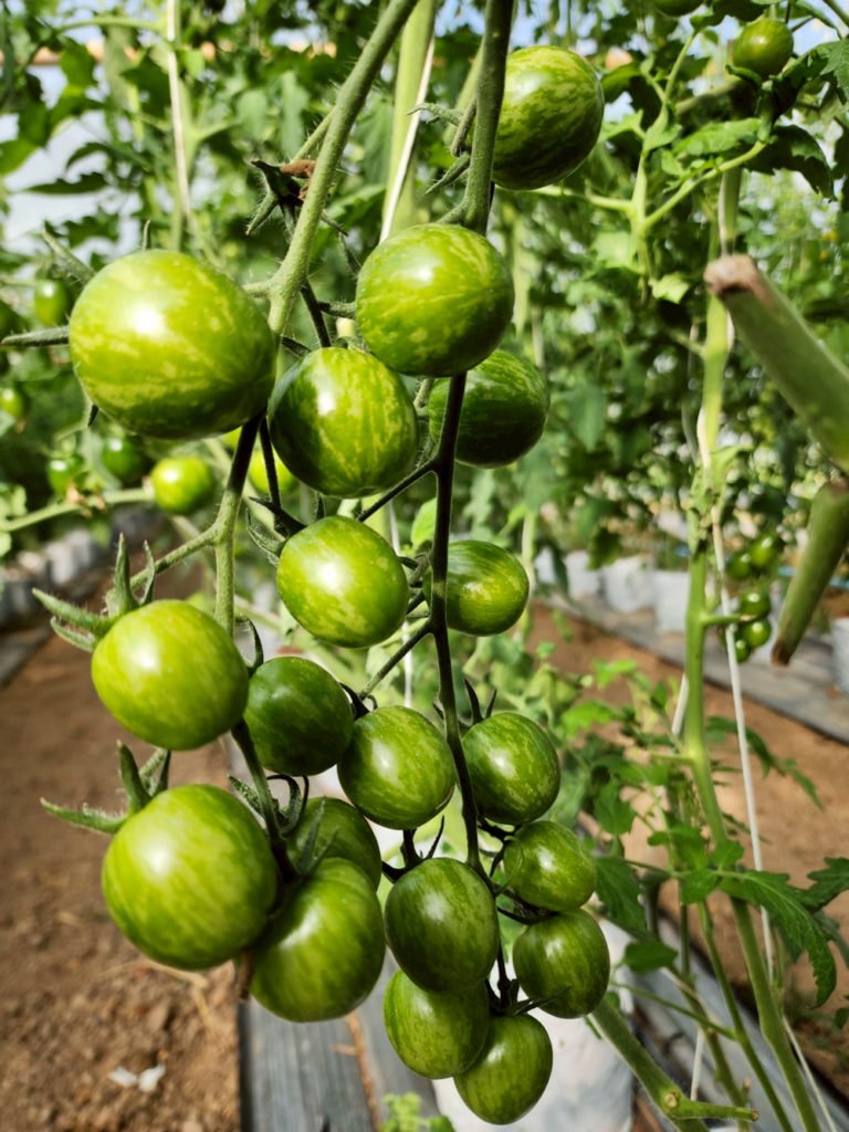 แปลงปลูกมะเขือเทศที่ดูแลเอาใจใส่เป็นอย่างดี