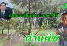 กรมส่งเสริมการเกษตร เผยแผนฟื้นฟูน้ำท่วมภาคใต้ ด้านพืช เน้นฟื้นดิน–ฟื้นต้น–ป้องกันโรค หลังน้ำลด