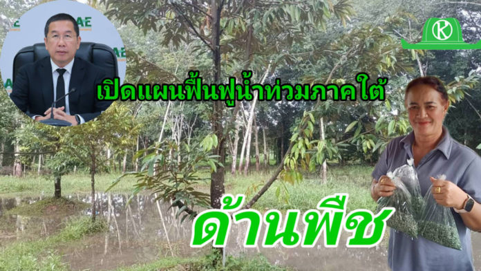 กรมส่งเสริมการเกษตร เผยแผนฟื้นฟูน้ำท่วมภาคใต้ ด้านพืช เน้นฟื้นดิน–ฟื้นต้น–ป้องกันโรค หลังน้ำลด