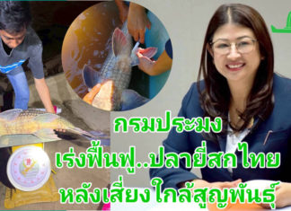กรมประมง..ขานรับนโยบาย ก.เกษตรฯ เดินหน้าเร่งฟื้นฟู “ปลายี่สกไทย” หลังเสี่ยงใกล้สูญพันธุ์ ตั้งเป้าเพิ่มกำลังการผลิตกว่า 500,000 ตัว ในปี 2569