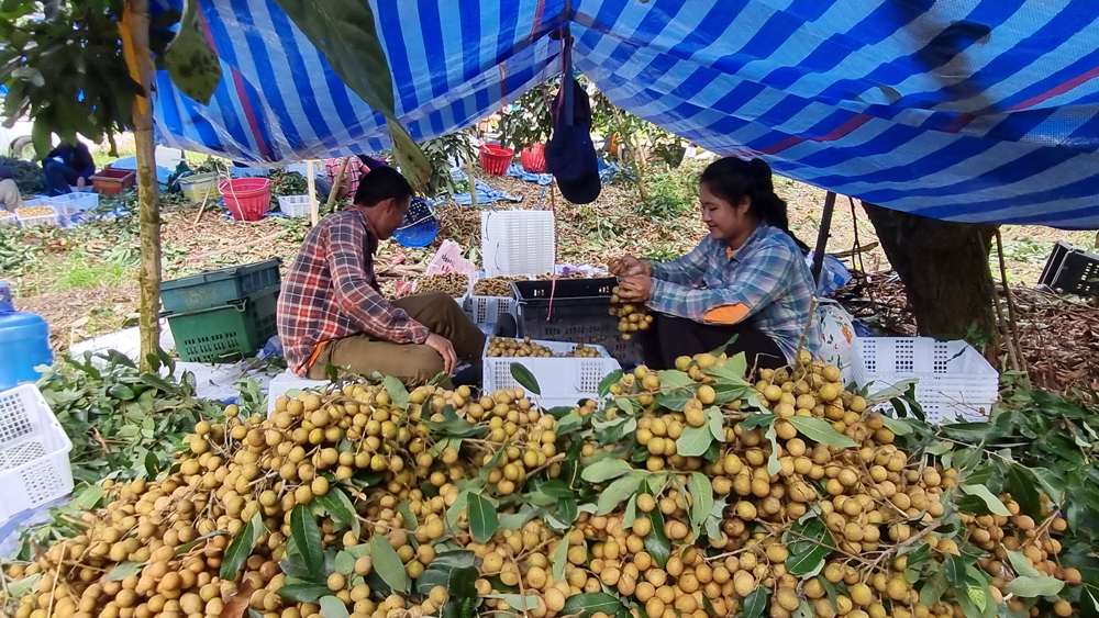 กรมส่งเสริมการเกษตรยัน ธ.ก.ส. โอนเงินโครงการพัฒนาสวนลำไยคุณภาพฯ ไร่ละ 1,000 บาท ดีเดย์ 25 ธ.ค. นี้ นำร่องกลุ่มแรก แนะเกษตรกรเช็คสิทธิ์ผ่านระบบ e-Form