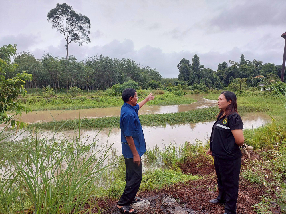 กรมส่งเสริมการเกษตร เผยแผนฟื้นฟูน้ำท่วมภาคใต้ ด้านพืช เน้นฟื้นดิน–ฟื้นต้น–ป้องกันโรค หลังน้ำลด