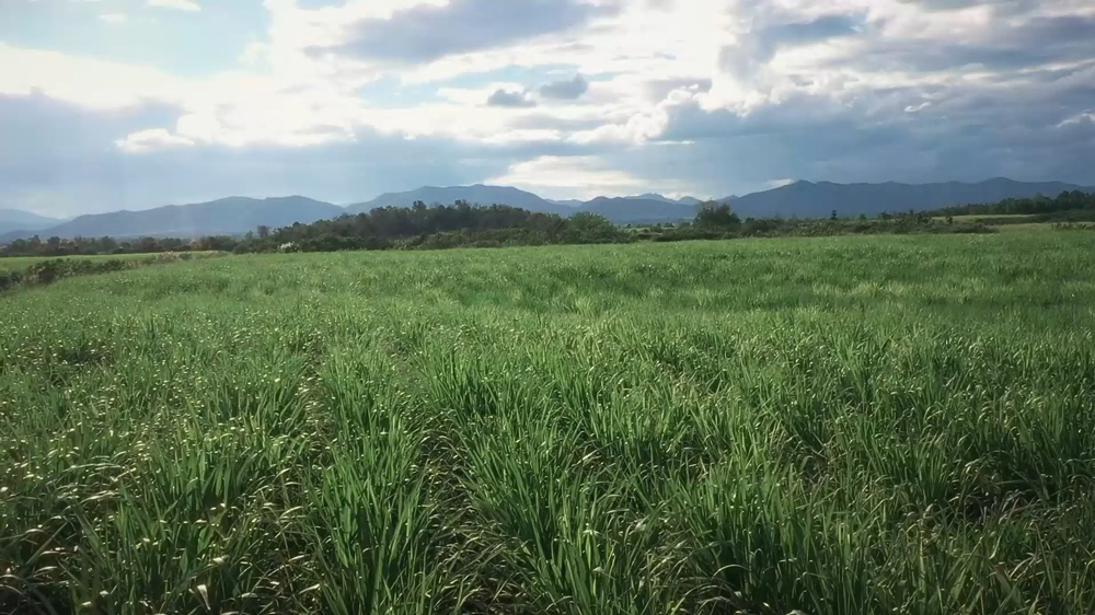 กลุ่มน้ำตาลไทยรุ่งเรือง โรงงานศรีเทพ คิกออฟโครงการ Cane Hero ฮีโร่อ้อยสดศรีเทพ ส่ง “5 ทีมฮีโร่” สนับสนุน-ส่งเสริม-สร้างสุข เกษตรกรชาวไร่อ้อย สู่วิถี ESG